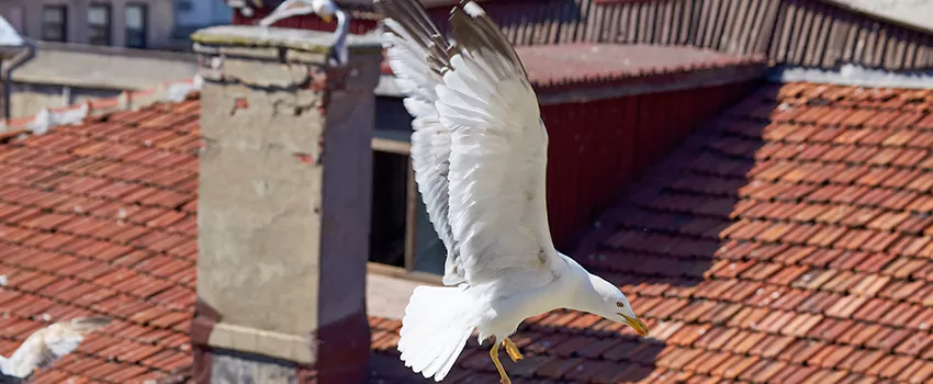 Residential Chimney Animal Removal Solution in New Philadelphia, OH